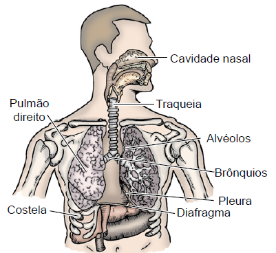 Sistema respiratório