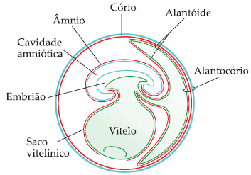 Anexos embrionários