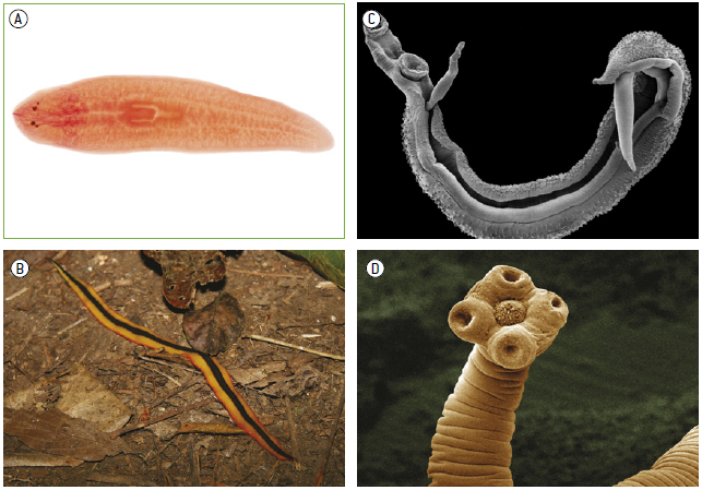 Os Cnidarios Sao Animais De Estrutura Corporal Relativamente