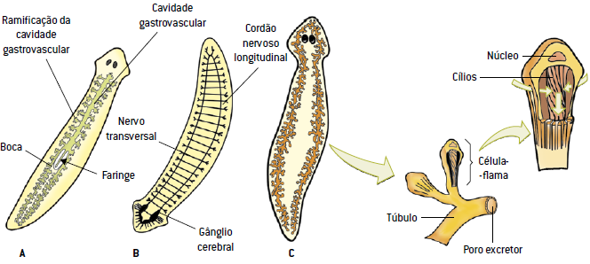 exemple de clase de platyhelminthes viață rotundă de viermi