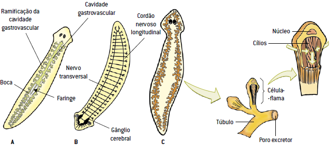 Partes de uma planária que é um platelminto