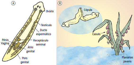 Reprodução dos platelmintos.