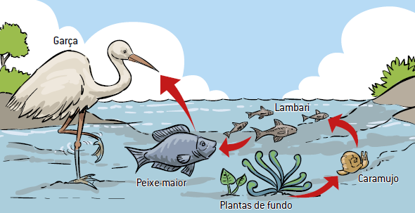 Representação de uma cadeia alimentar.