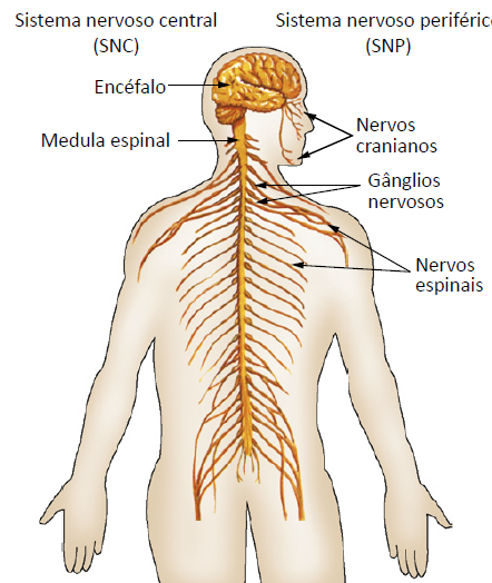 Divisões do sistema nervoso.