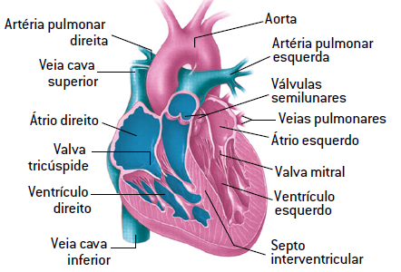 Coração humano.