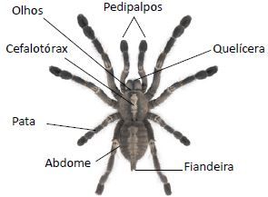Aracnídeos - Características das aranhas e escorpiões - Cola da Web