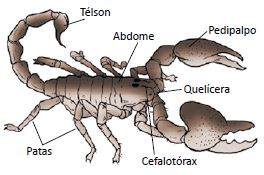 O escorpião é um aracnídeo.