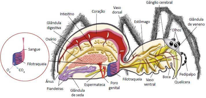 Anatomia de um aracnídeo.