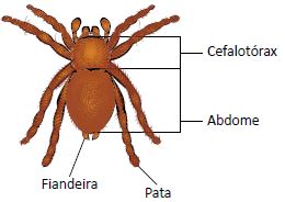 Aracnídeos são artrópodes.