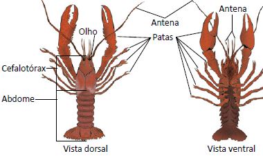 Crustáceos são artrópodes.