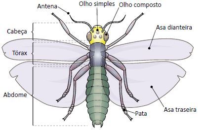 Estrutura de um inseto.