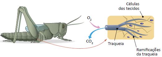 Respiração dos insetos.