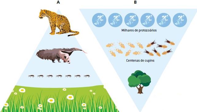 Pirâmides ecológicas de números.