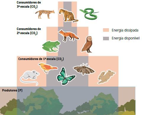 Pirâmide ecológica de energia.