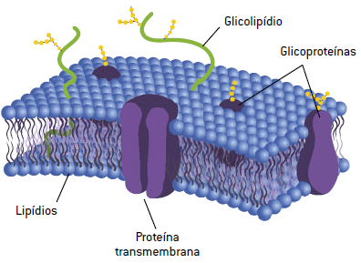 Estrutura da membrana plasmática.