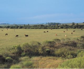 Área de pasto nos pampas.