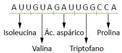 códons e seus aminoácidos