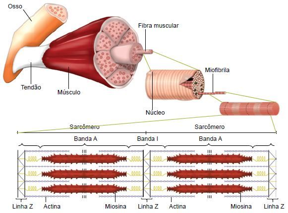 Parte do sistema muscular.