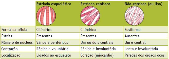 Tipos de músculos