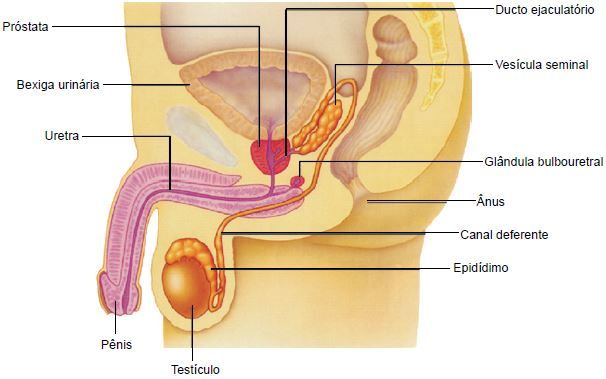 Representação do sistema genital masculino.