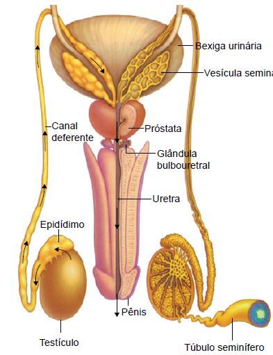 Partes do sistema genital masculino