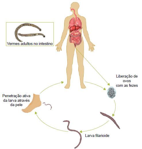 Ciclo do verme da ancilostomose.