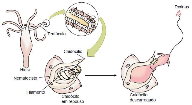 Estrutura dos cnidários.