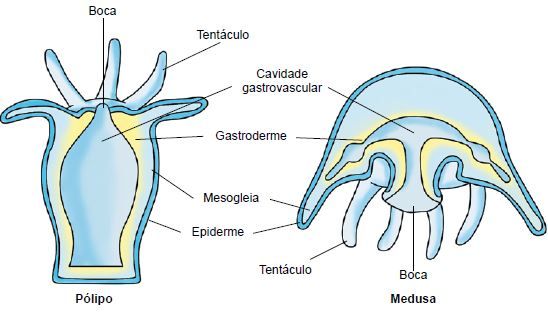 Ciclo de vida dos cnidários.