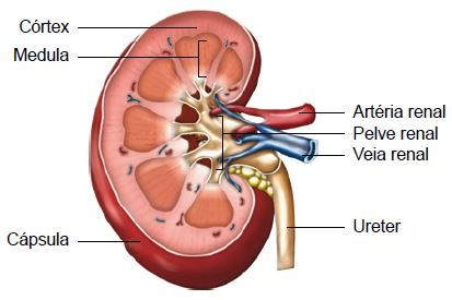 Imagem de um rim.