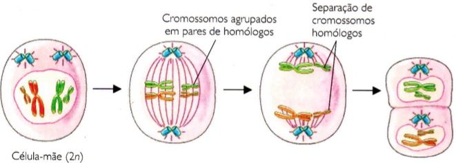 Fase 1 da meiose.