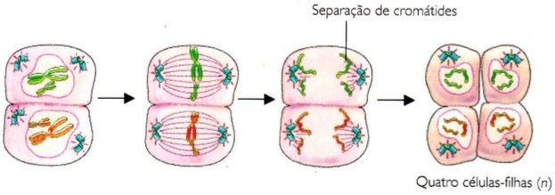 Fase 2 da meiose.