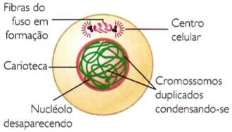 Fase 1 da mitose.