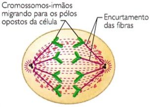 Fase 3 da mitose.