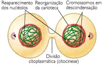 Fase 4 da mitose.