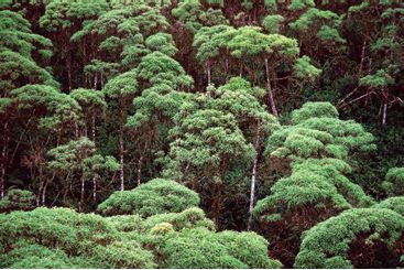 Floresta equatorial na ilha de Santa Cruz.