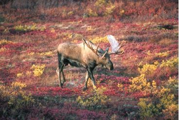 Tundra.