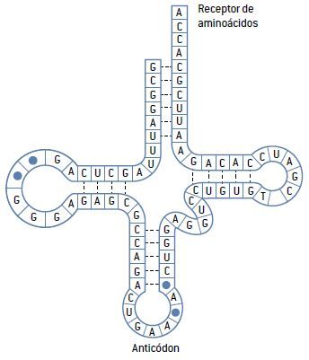 RNA transportador.