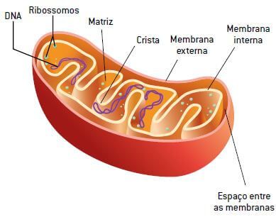 Estrutura da mitocôndria.