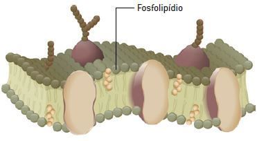 Lipídios na membrana celular.
