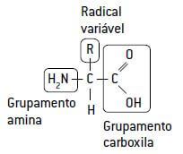 Formação de uma proteína.