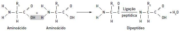 Ligação peptídica.
