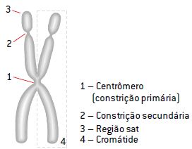 Estrutura de um cromossomo