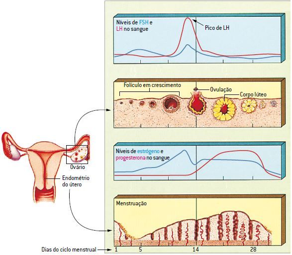 No Caminho da Enfermagem - Didaticamente, o ciclo menstrual pode ser  dividido em 4 fases: 1 - O estrógeno aumenta a espessura e o tamanho das  glândulas do endométrio, havendo proliferação celular