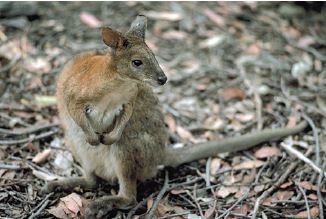 Fauna da Austrália