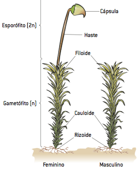 As partes de uma briófita, com destaque para os gametófitos haploides formados por filoides, que realizam fotossíntese, cauloides e rizoides. 