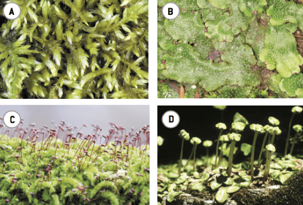 Diferentes tipos de briófitas