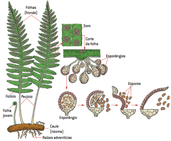 As partes de uma pteridófita, raízes adventícias, caule do tipo rizoma, folhas adultas divididas em folíolos, folhas jovens com extremidade enrolada, chamada báculo, e esporângios, responsáveis pela produção de esporos.