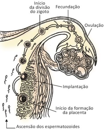 Como ocorre a fecundação.