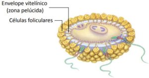 Como Ocorre a Fecundação Humana - Cola da Web