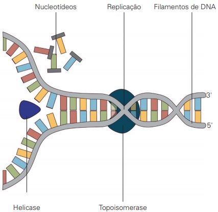 Ação da enzima helicase na duplicação do DNA.